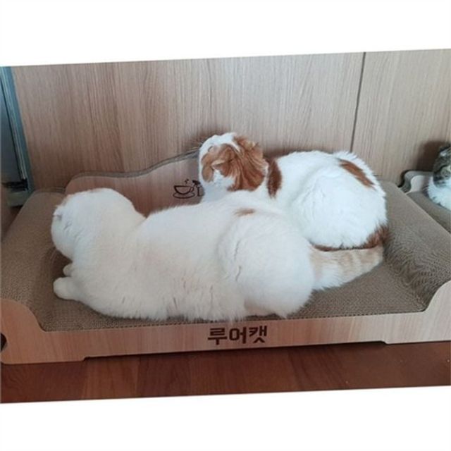 고양이 침대 고양이 쇼파 반려동물 골판지 캣침대 대형 스크래처 장난감 하우스 공간 가구 휴식 용품